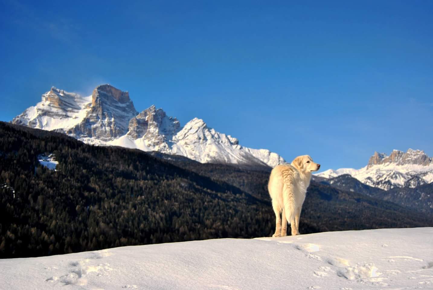 Un maremmano a spasso