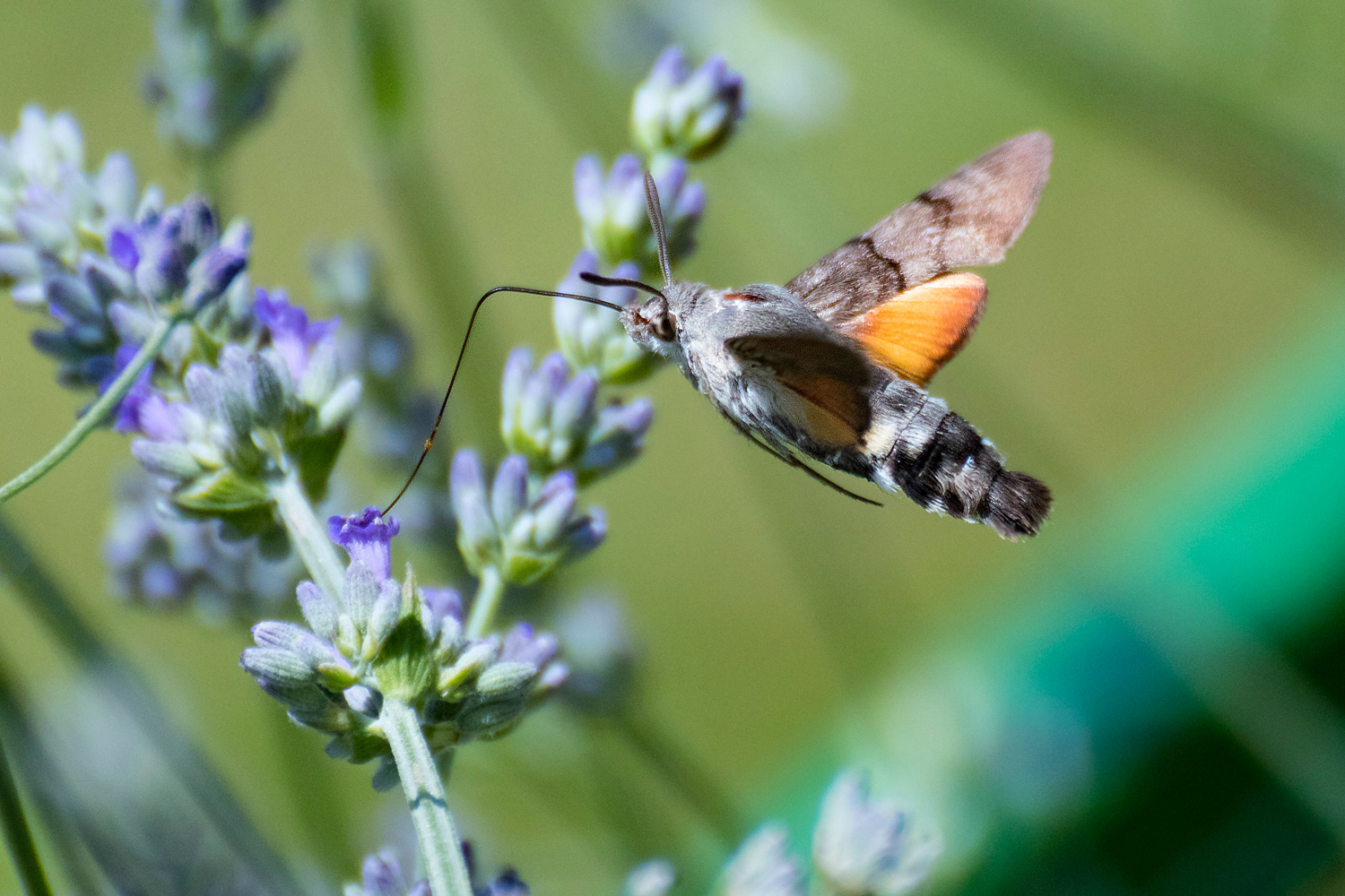 Macroglossum Stellatarum