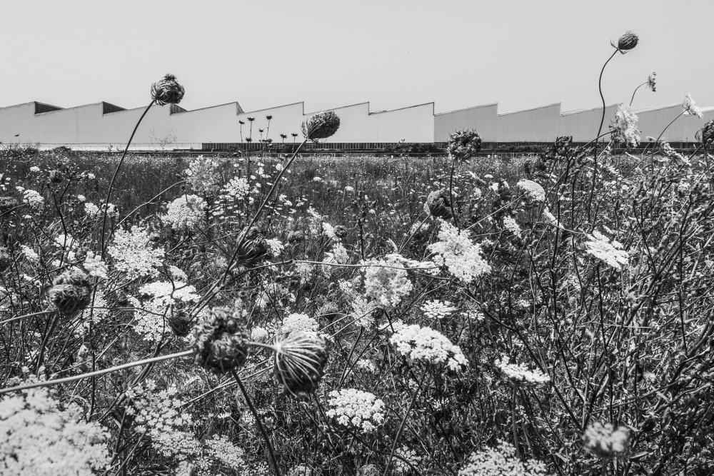 Orizzonti alternativi