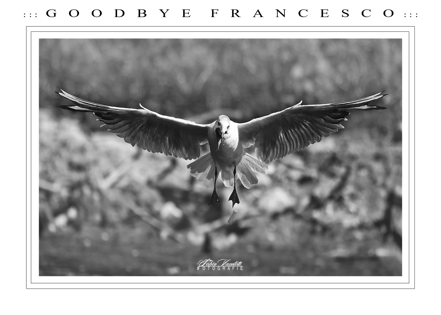 ::: G O O D B Y E   F R A N C E S C O :::