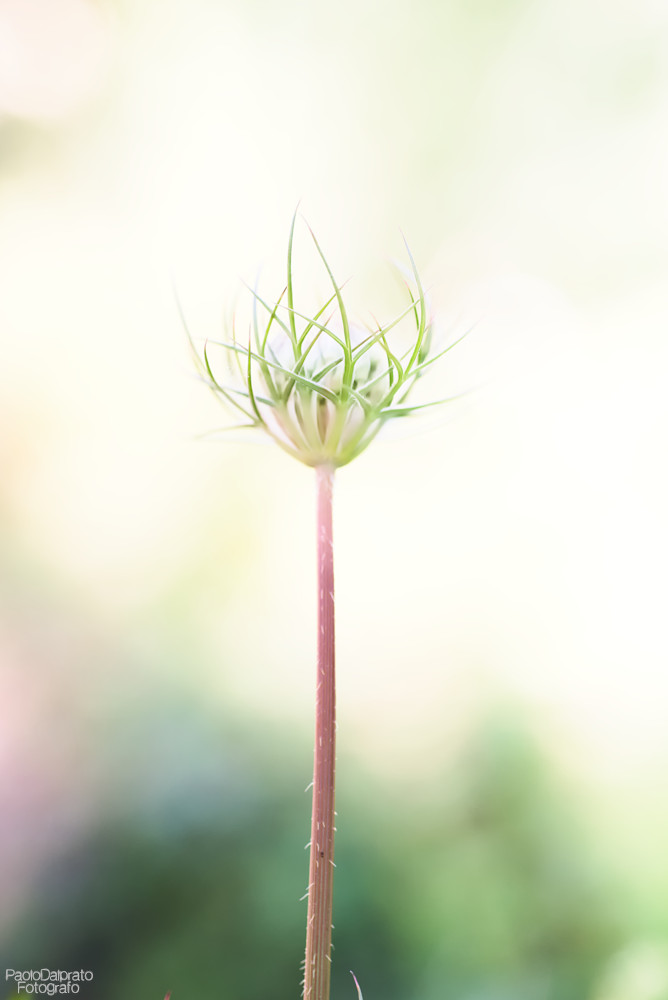 Non faccio foto di fiori