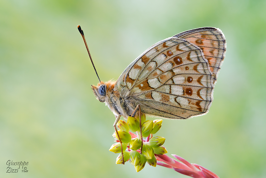 Argynnis niobe
