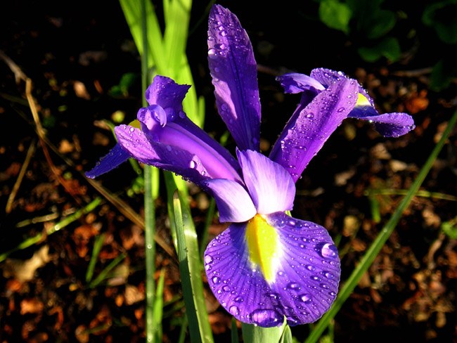 Iris