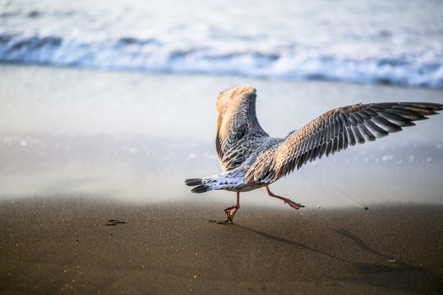 Pronto per il volo...