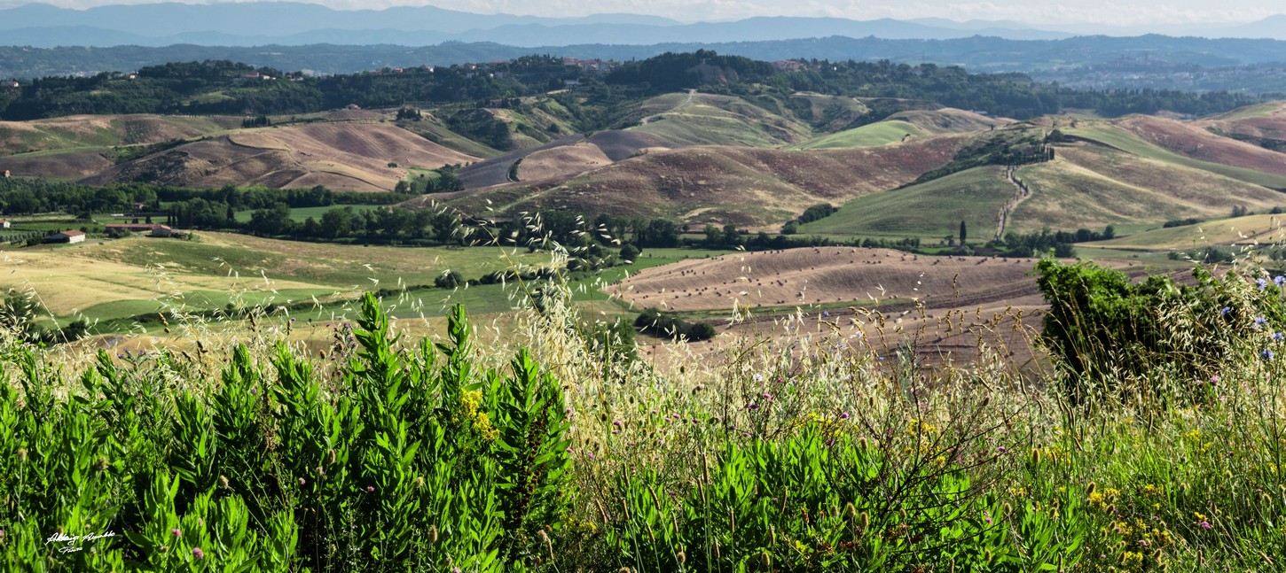 I Fiori.. guardano la Collina..