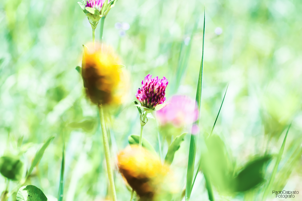 Non faccio foto di fiori