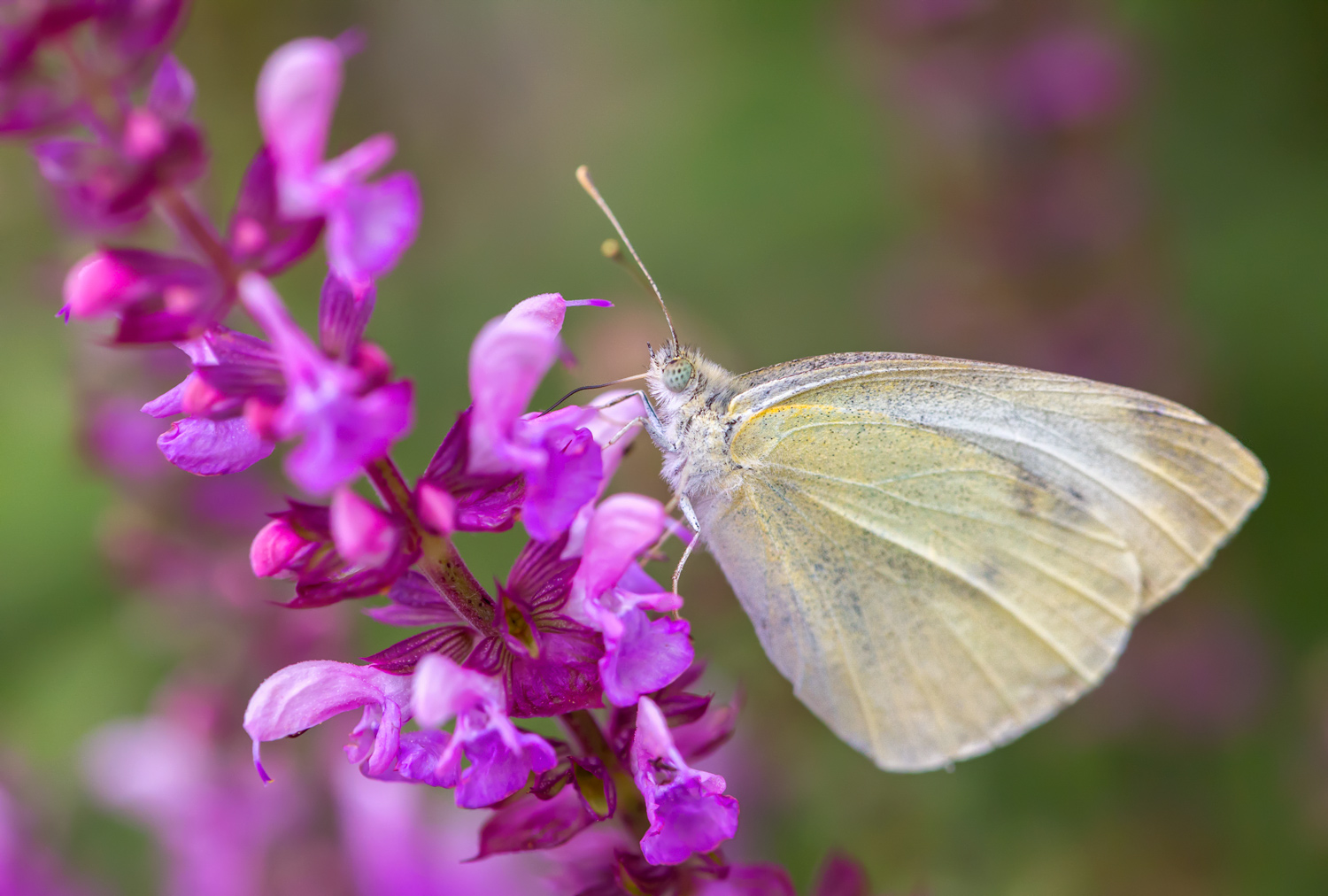 Cavolaia su Orchidea palustre