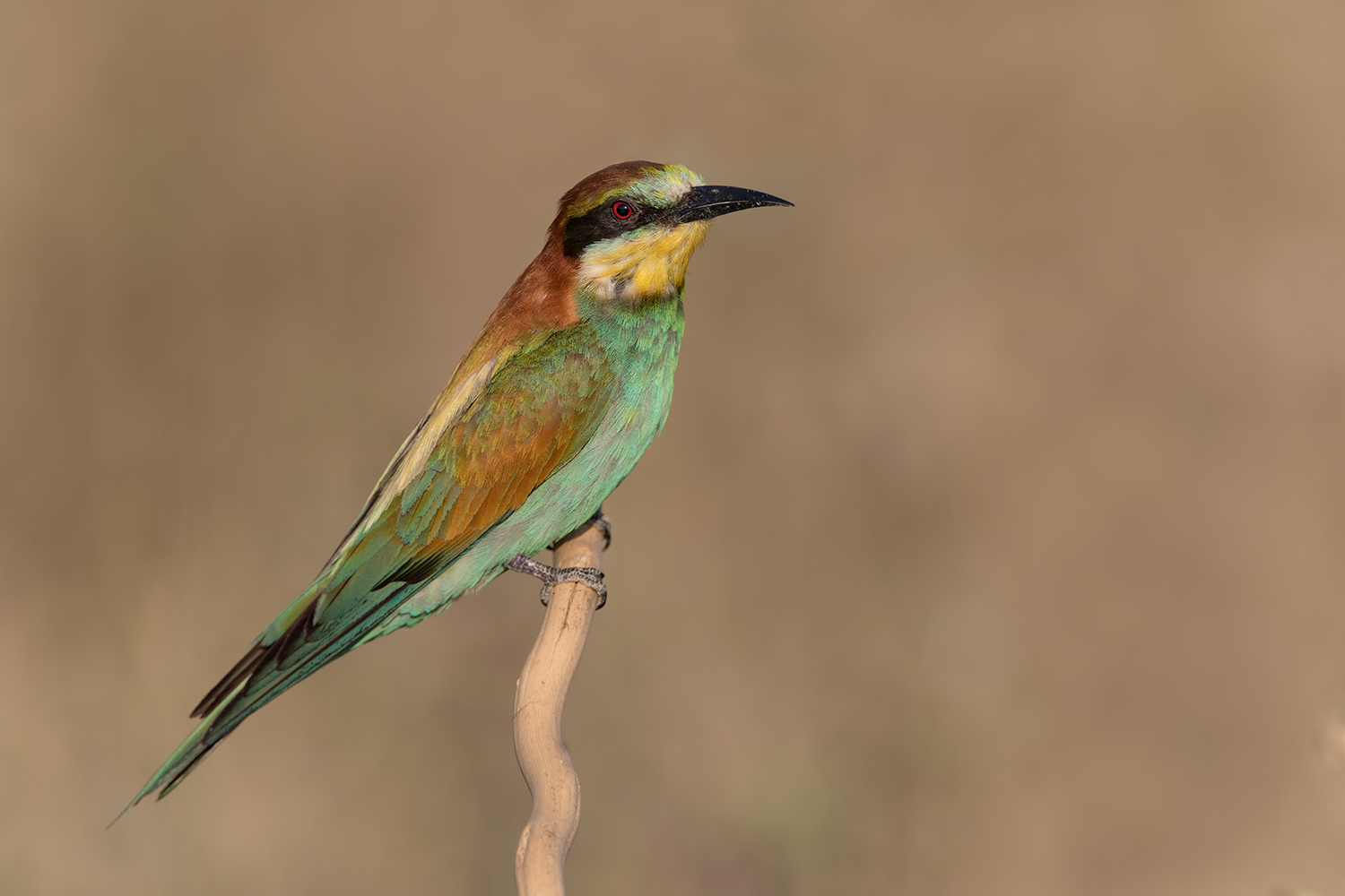 sotto stretta sorveglianza.....