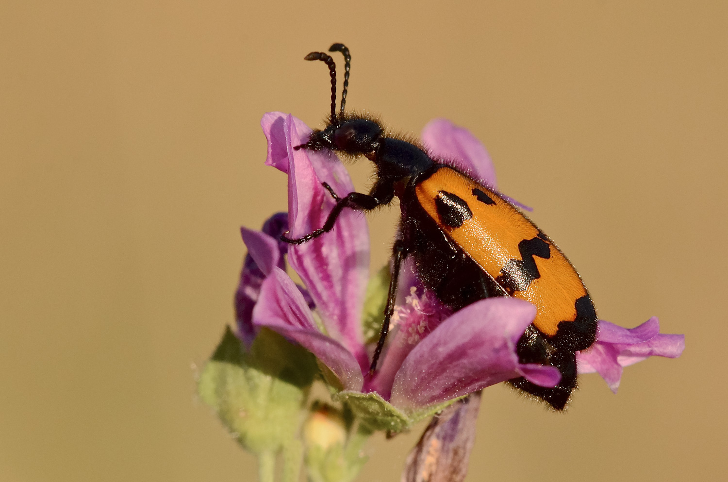 Coleottero al tramonto