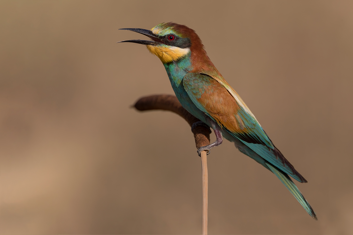 il ritorno del gruccione....