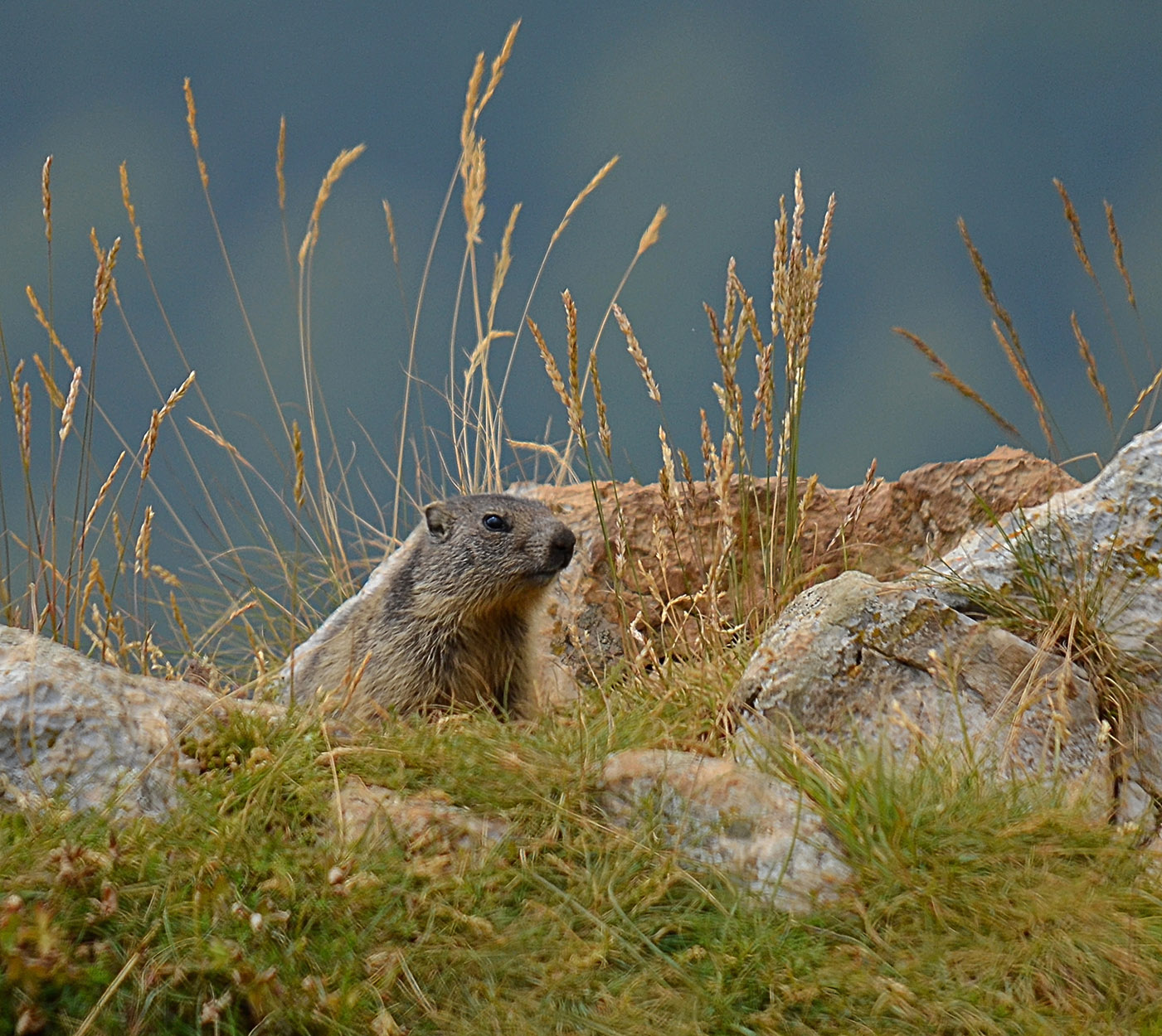 Marmotta