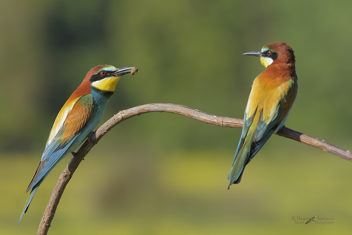 Ciao cara, gradisci ?_DSC6845