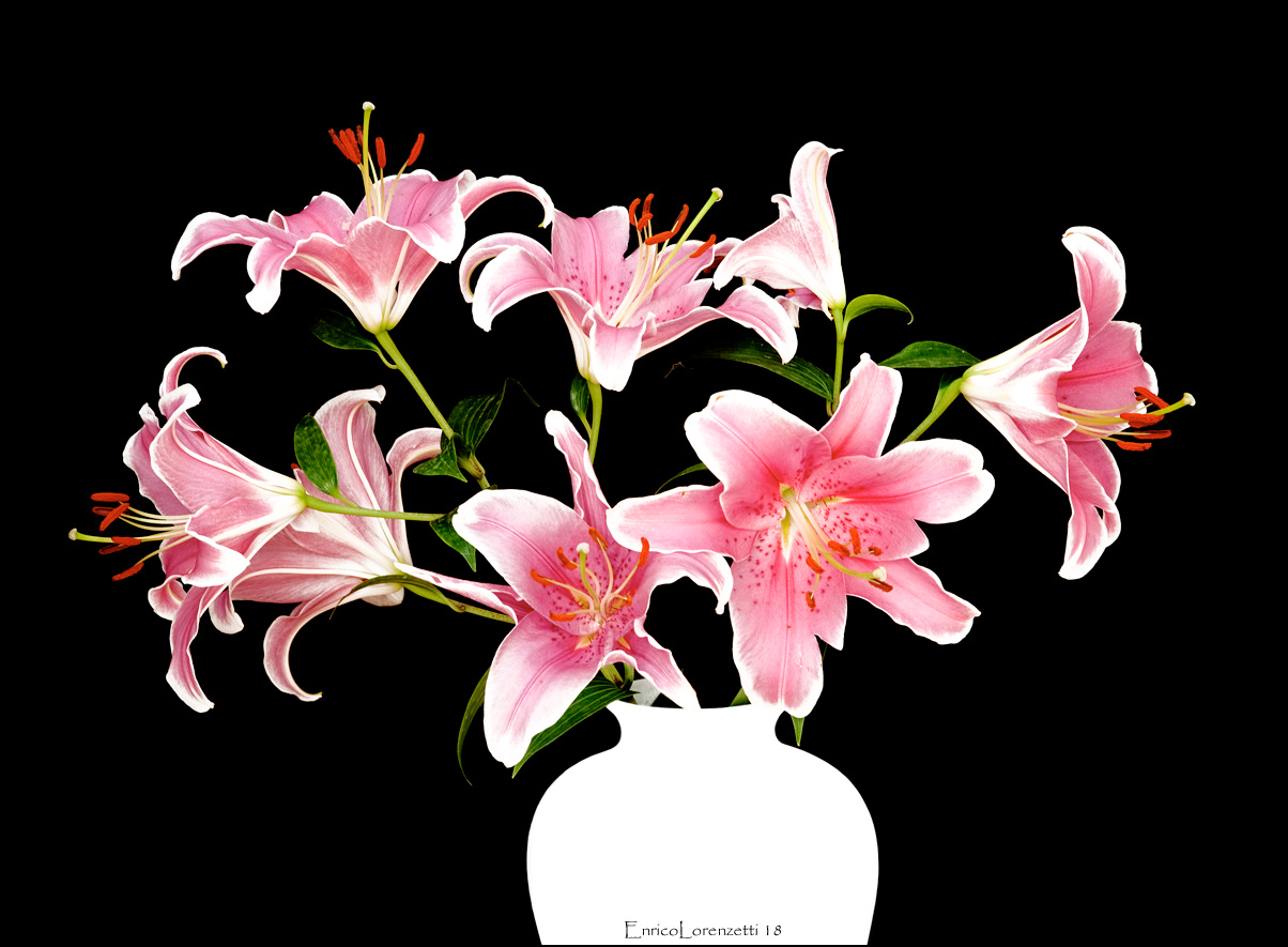Lilium