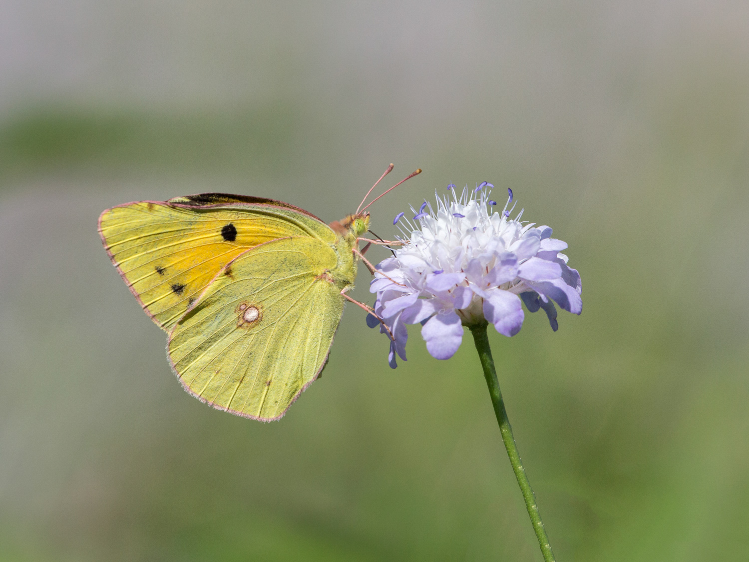 Colias crocea su Vedovina selvatica