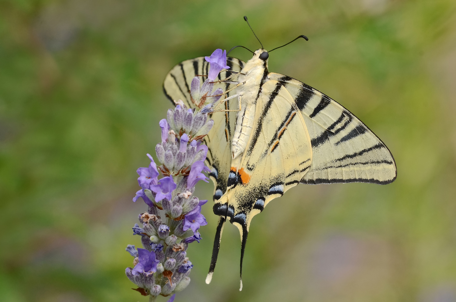 Podalirio su lavanda