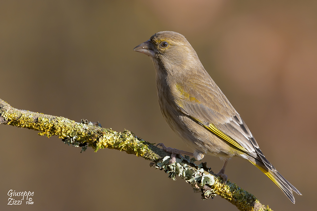 Verdone (Chloris chloris)