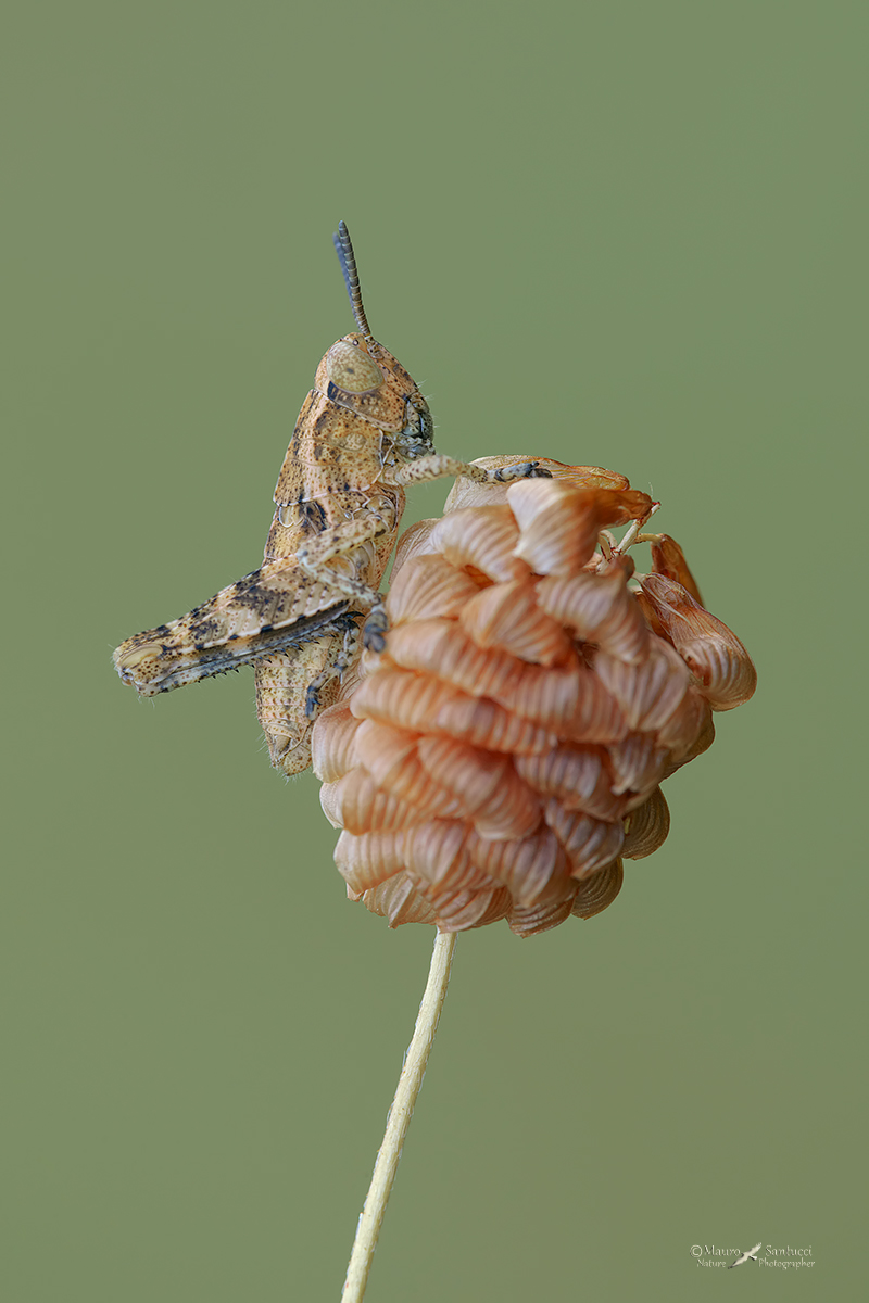 Pezotettix-giornae_Acrididae