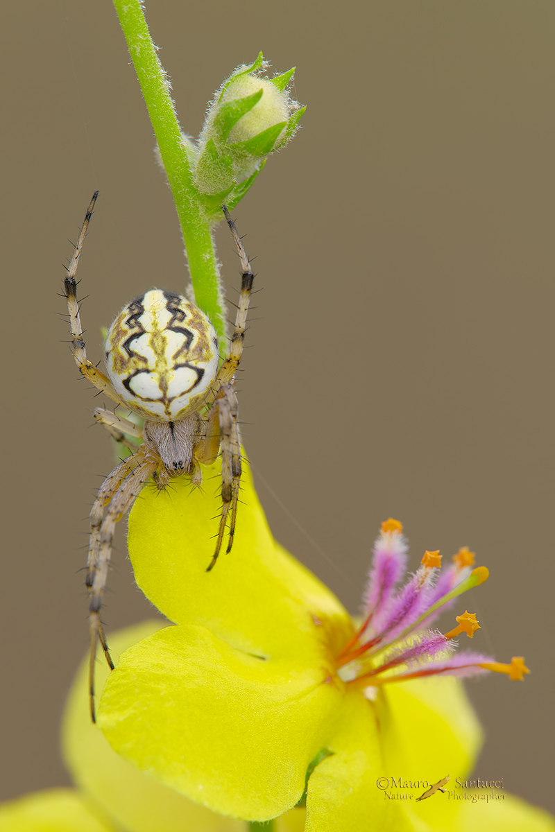 Neoscona-adianta_Araneidae