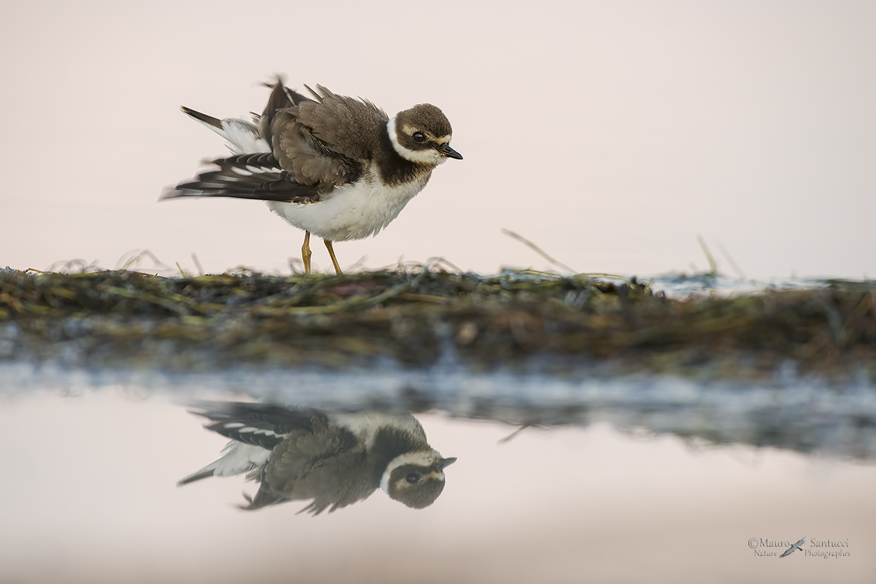 Corriere piccolo_DSC1276