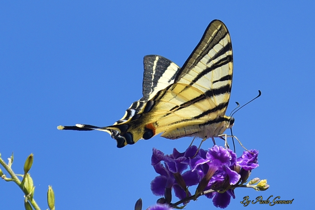 Iphiclides podalirius