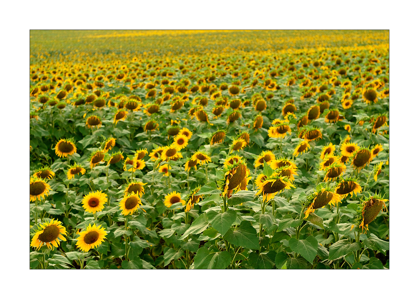 Piccoli soli dopo la tempesta