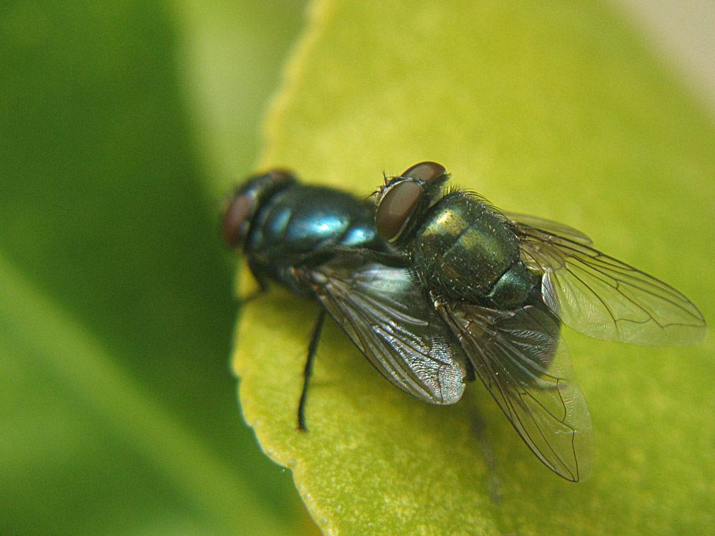 il maschio va a fuoco!:-)