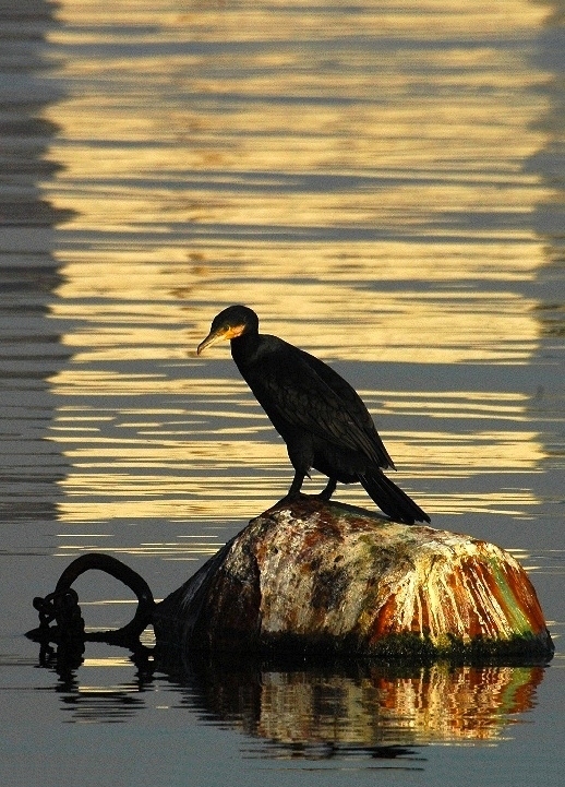 Riflessioni solitarie