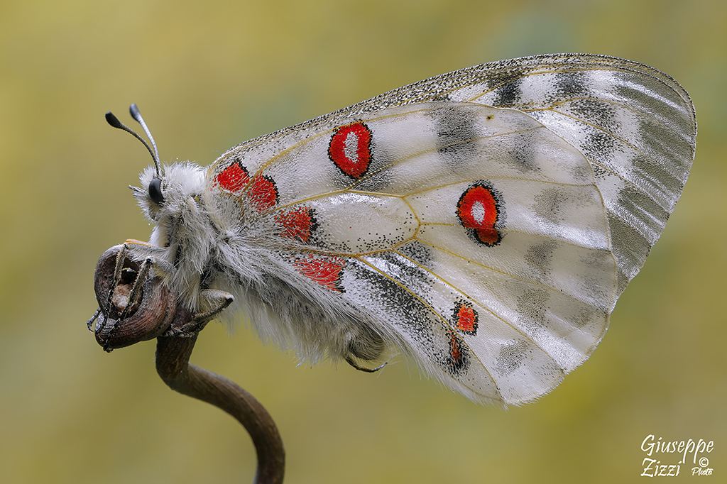Parnassius apollo