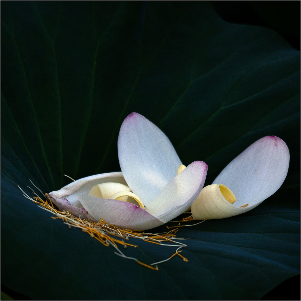 loto destrutturato...