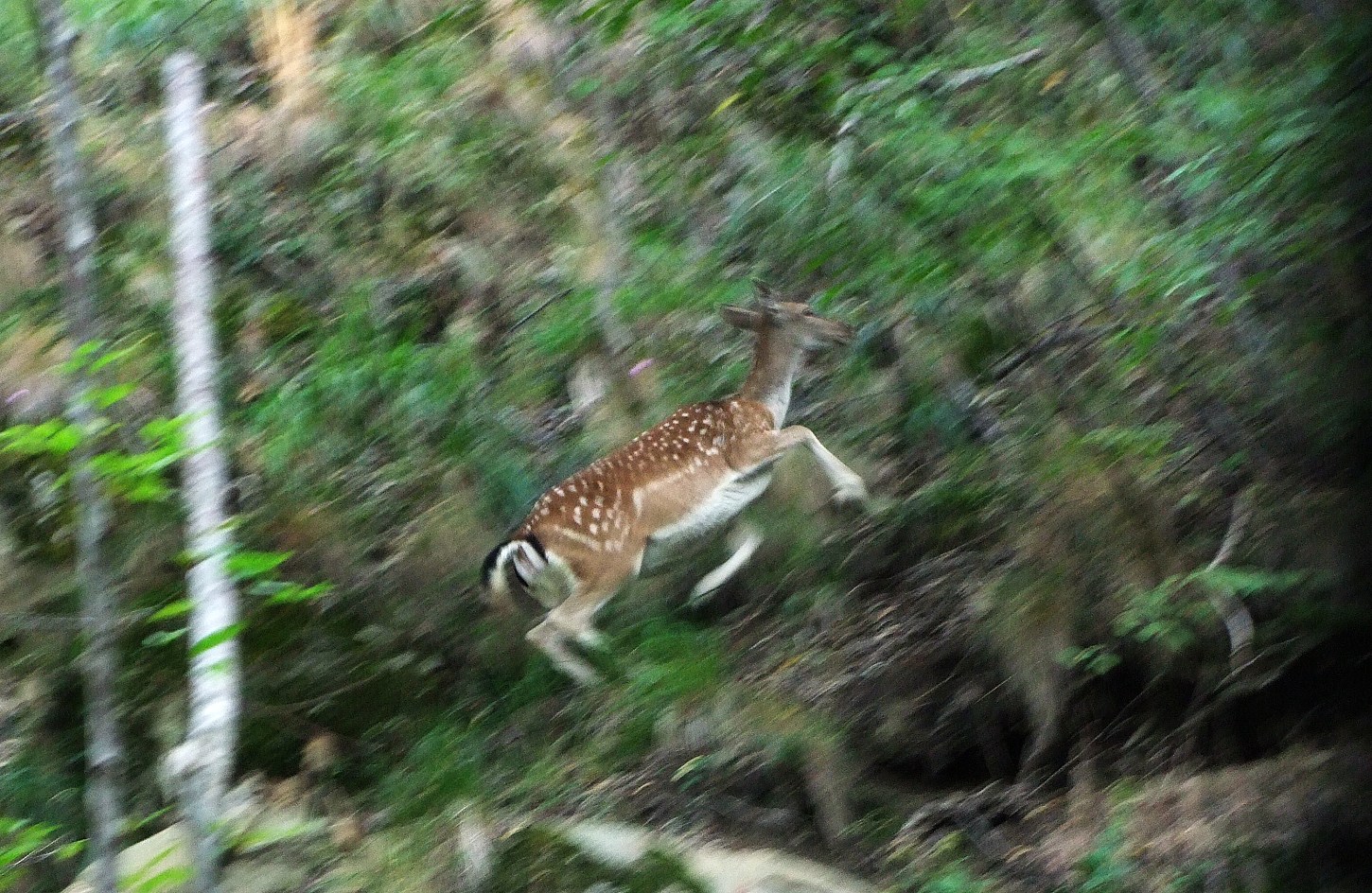 Il salto del Daino - panning