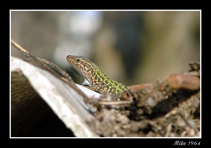 � solo una lucertola...