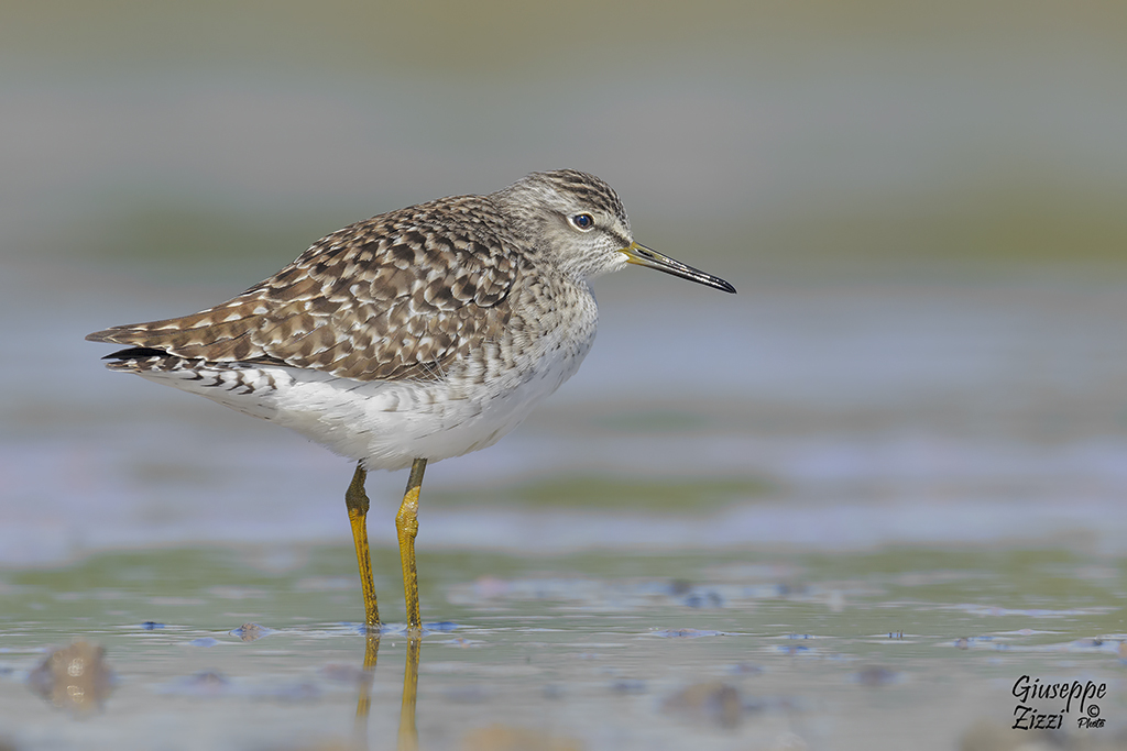 Piro piro boschereccio