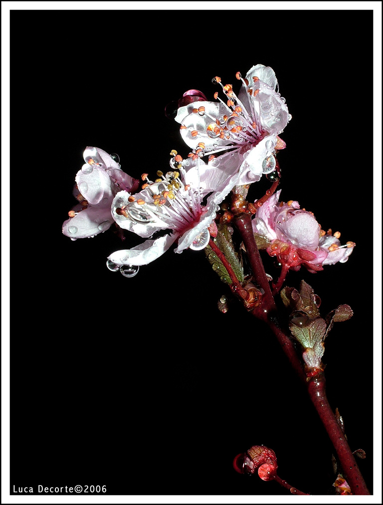 Primavera bagnata...