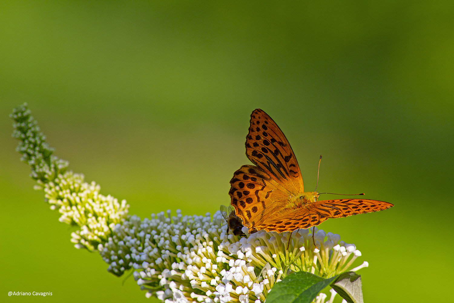 Argynnis paphia