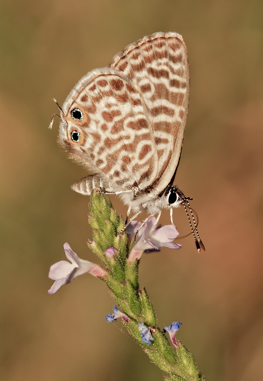 Quando avevo la D80...