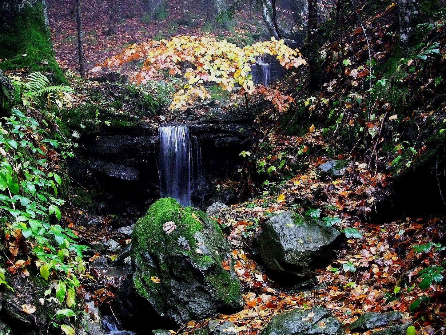 Angoli di respiro nella Foresta