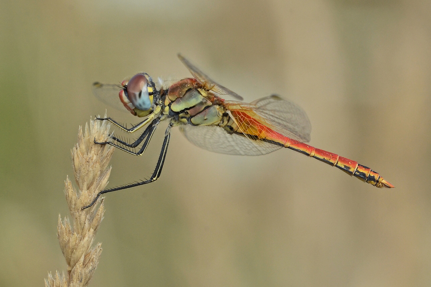 Sympetrum ferragostanum