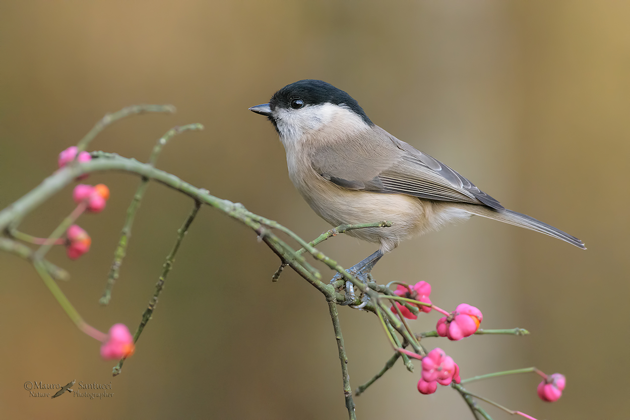 Cincia-bigia_DSC4085