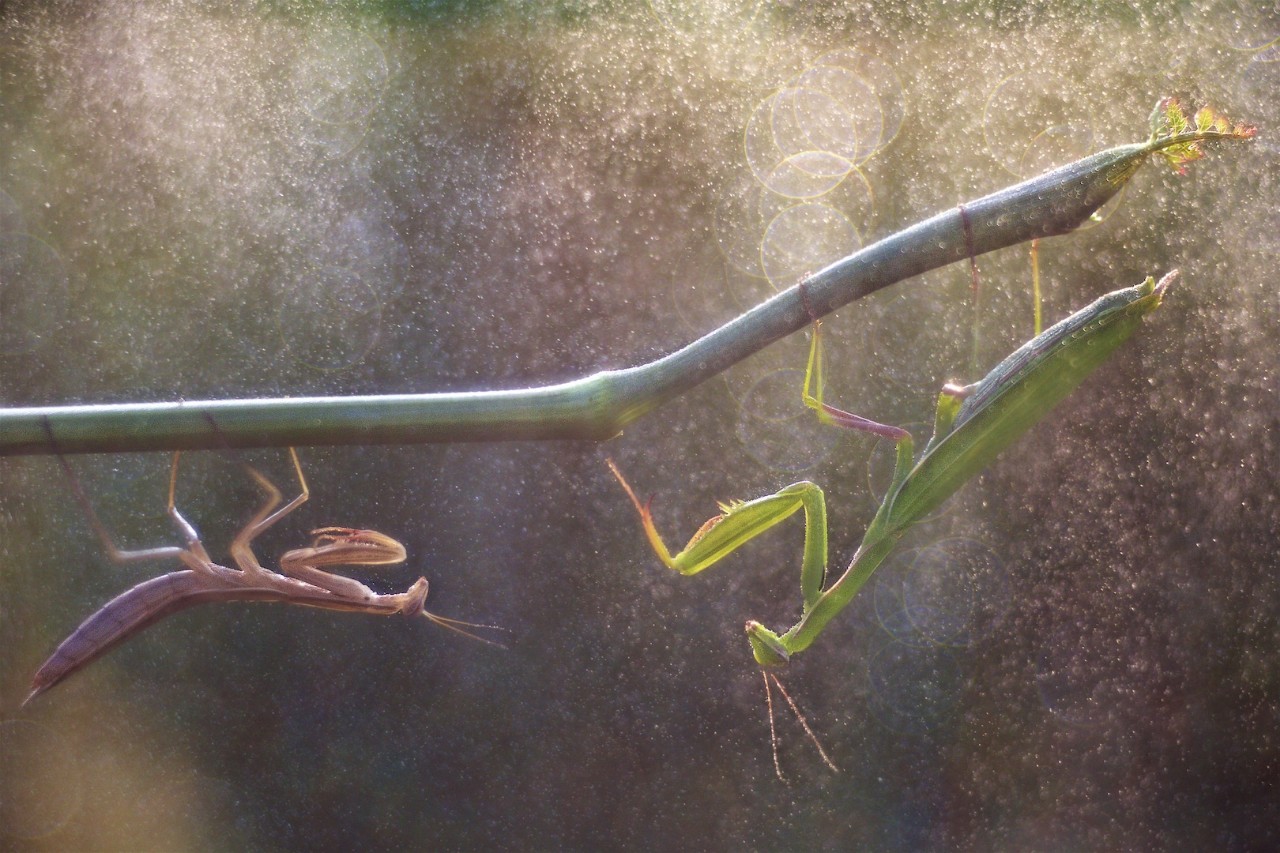 Mantidi sotto la pioggia