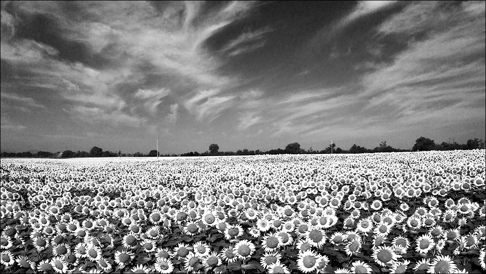 Paesaggio in bianco e nero.