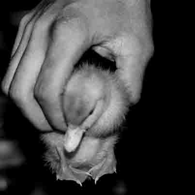 "la vita nelle mani"