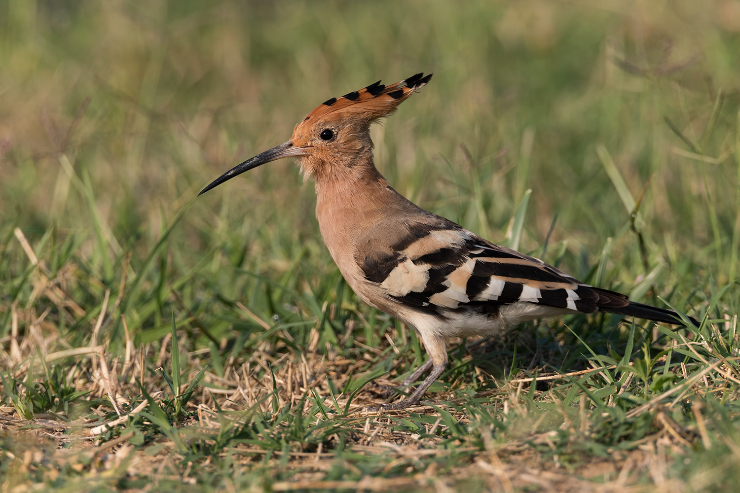 upupa al pascolo....