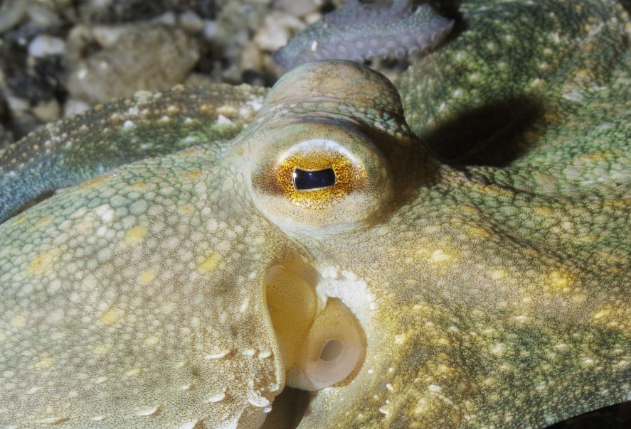 Ti tengo d'occhio...