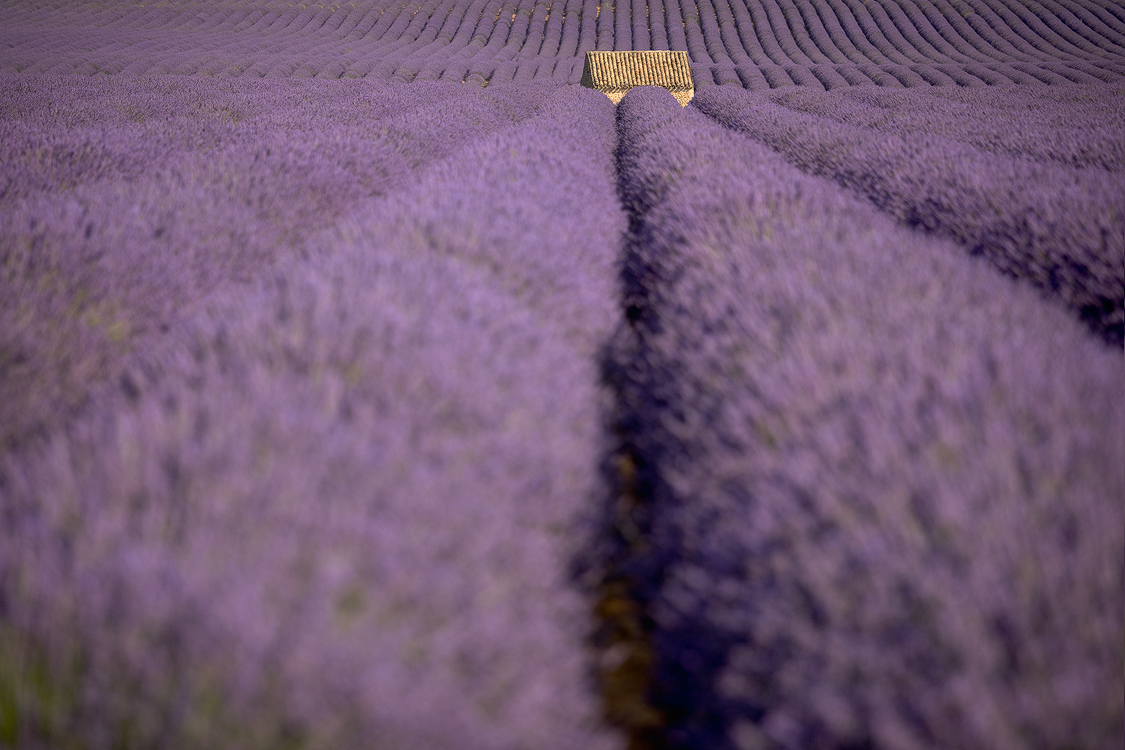 Submerged by lavander