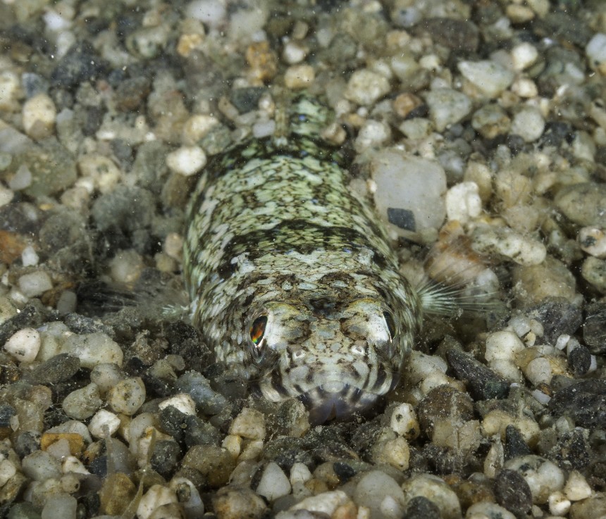 Mi nascondo... E ti aspetto.