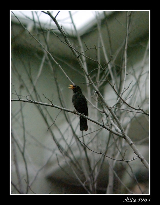 Merlo di citt� - 2