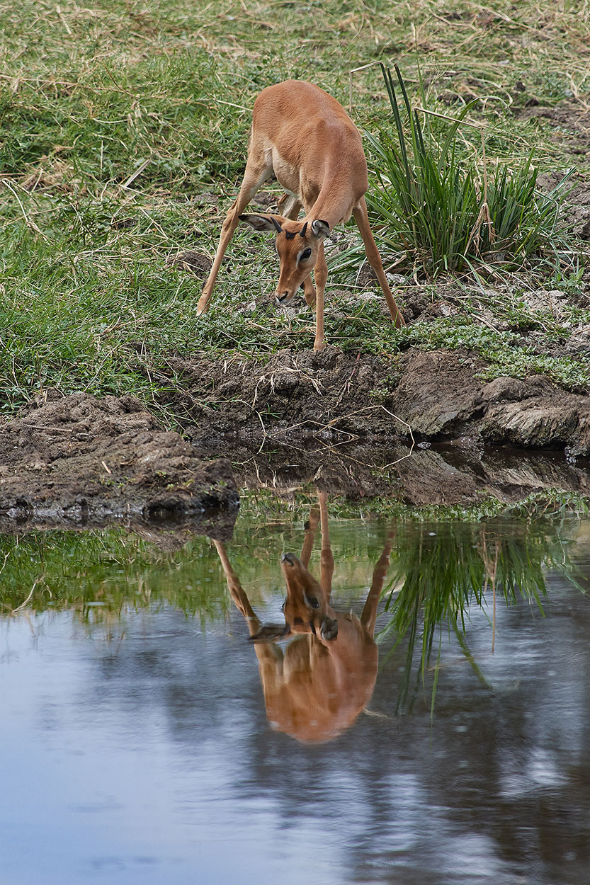 Dik-dik allo specchio