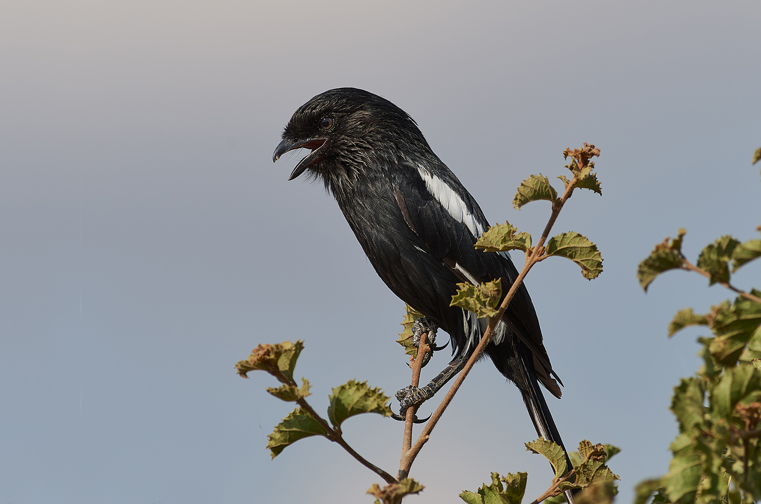 Corvinella melanoleuca