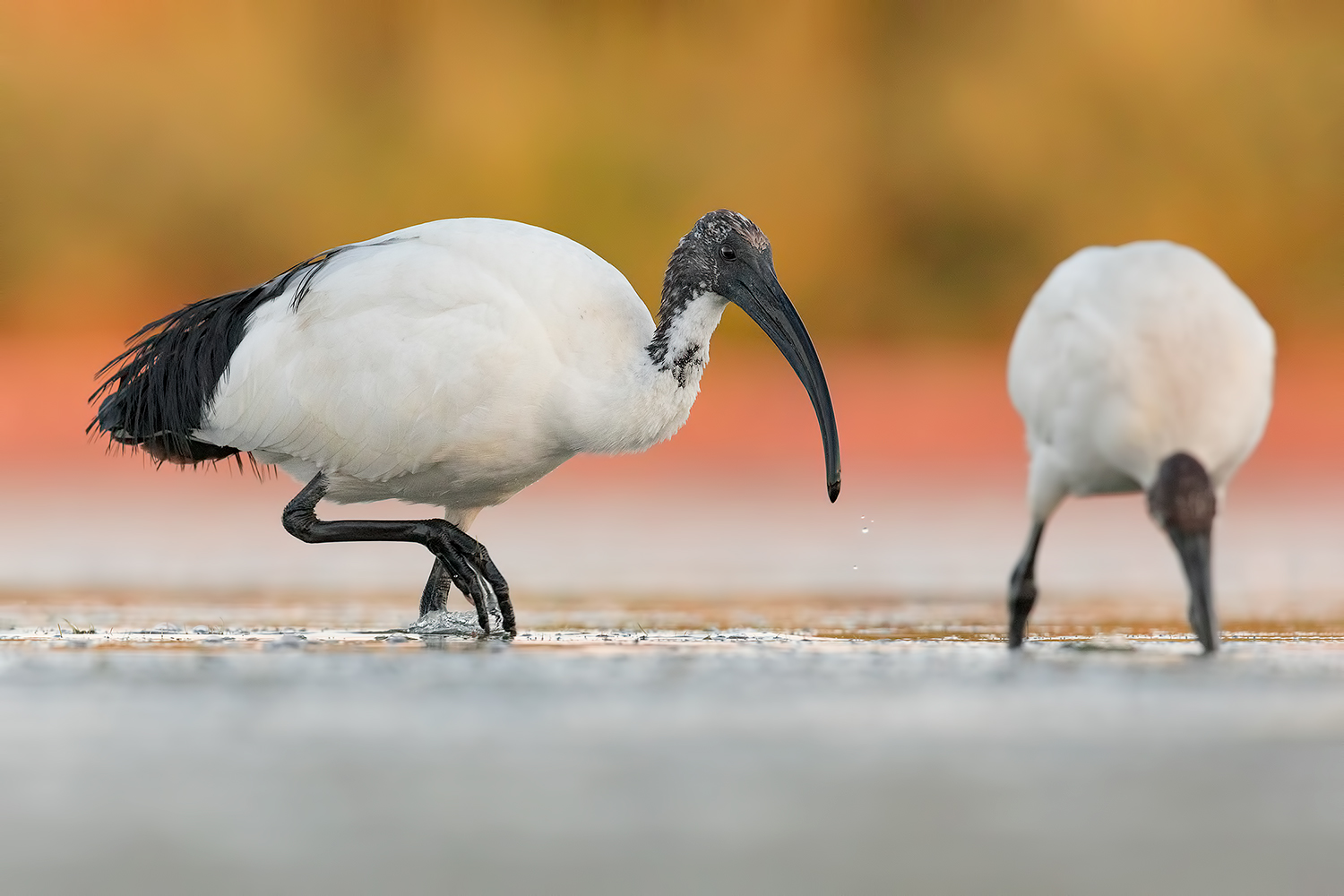 Ibis