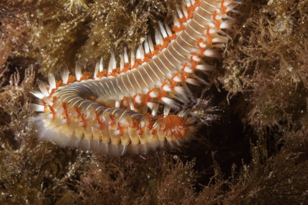 Vermocane (verme di fuoco)